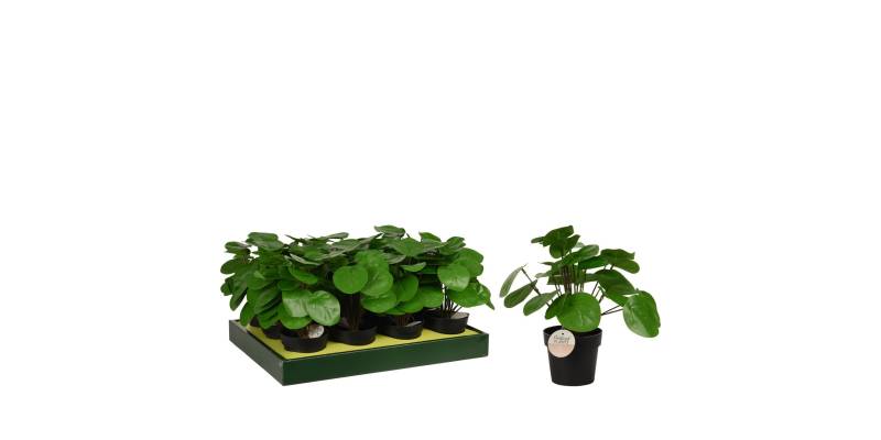 Φυτό Τεχνητό ArteLibre Pilea 25cm Μαύρο Σε Μαύρο Γλαστράκι 98x85mm