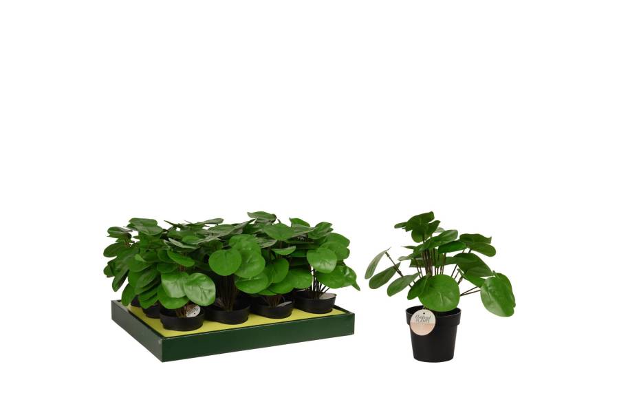 Φυτό Τεχνητό ArteLibre Pilea 25cm Μαύρο Σε Μαύρο Γλαστράκι 98x85mm