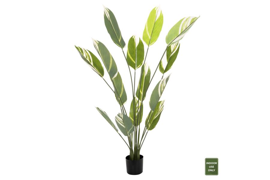 ΔΙΑΚΟΣΜΗΤΙΚΟ ΣΥΝΘΕΤΙΚΟ ΦΥΤΟ HM7997 CALATHEA ΣΕ ΓΛΑΣΤΡΑ 140Υεκ.