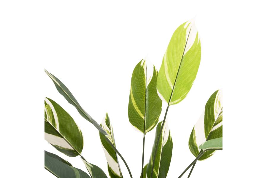 ΔΙΑΚΟΣΜΗΤΙΚΟ ΣΥΝΘΕΤΙΚΟ ΦΥΤΟ HM7997 CALATHEA ΣΕ ΓΛΑΣΤΡΑ 140Υεκ.