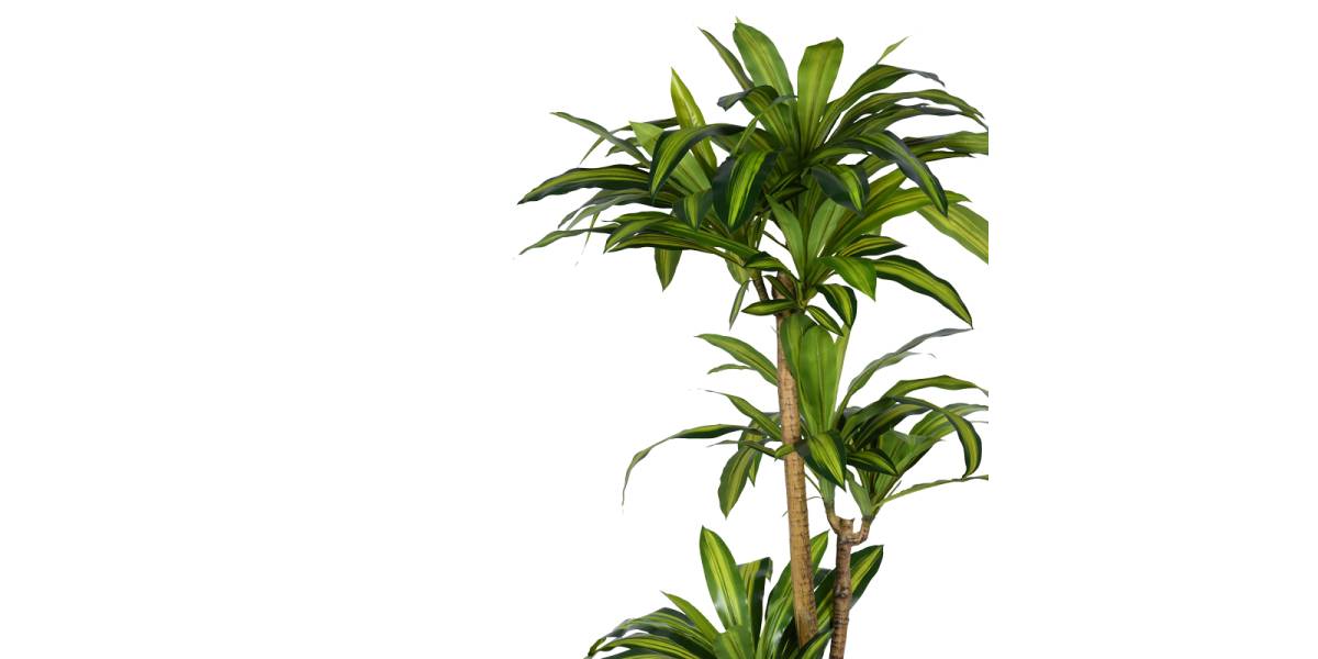 Διακοσμητικό φυτό Dracaena I σε γλάστρα Inart πράσινο pp Υ170εκ