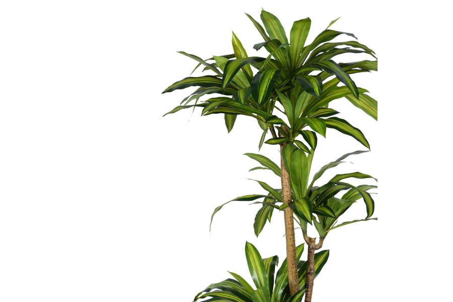 Διακοσμητικό φυτό Dracaena I σε γλάστρα Inart πράσινο pp Υ170εκ