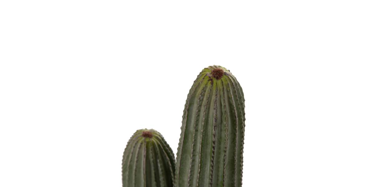 ΔΙΑΚΟΣΜΗΤΙΚΟ ΣΥΝΘΕΤΙΚΟ ΦΥΤΟ HM4744 ΚΑΚΤΟΣ ΜΕ ΓΛΑΣΤΡΑ Φ17,5x105Υεκ.